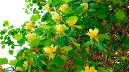 Цветение тюльпанового дерева (начало июня)