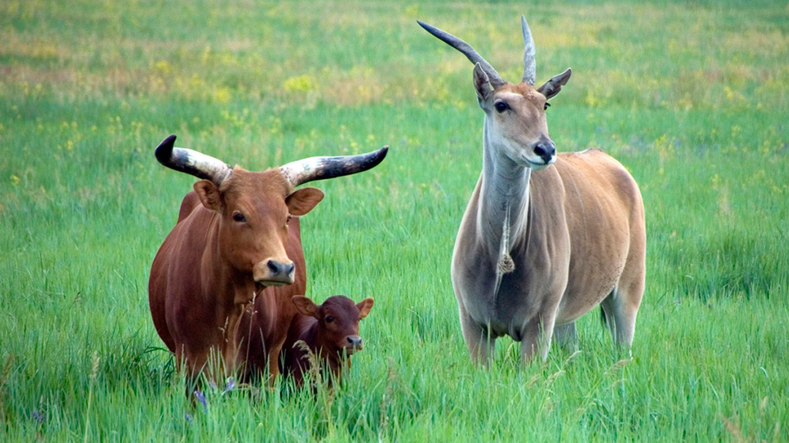 Антилопы - привычное зрелище в «Аскании-Нова»